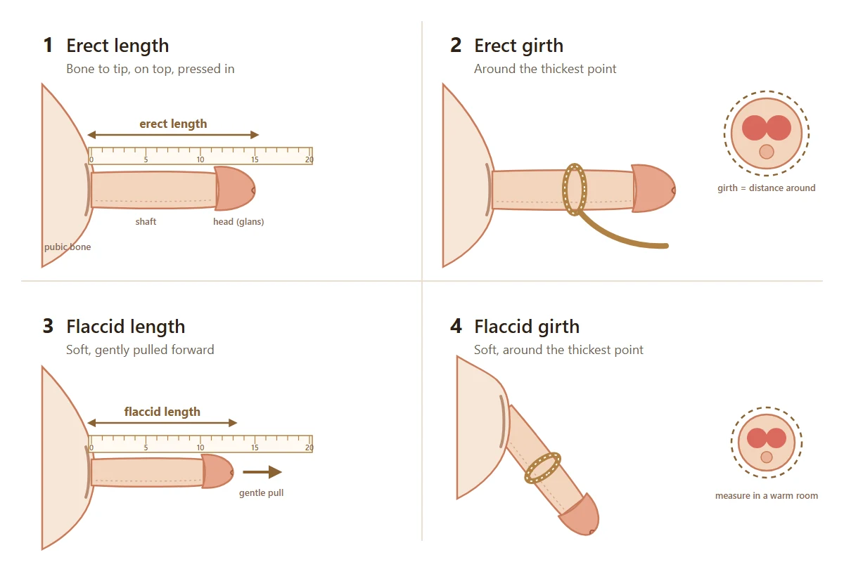Diagram of the four measurements the penile enlargement calculator uses: erect length from the pubic bone to the tip of the glans, erect girth, flaccid length and flaccid girth